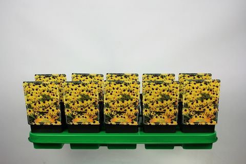 Rudbeckia fulgida 'Goldsturm'