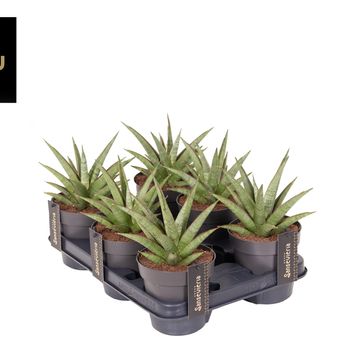 Sansevieria 'Comet Canoe No. 2'