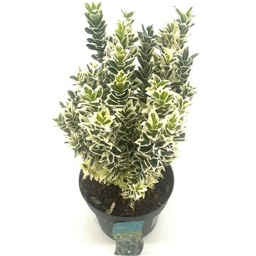 Euonymus japonicus 'White Spire'