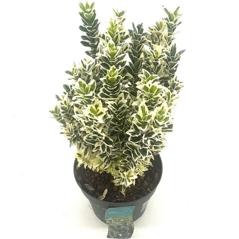 Euonymus japonicus 'White Spire'