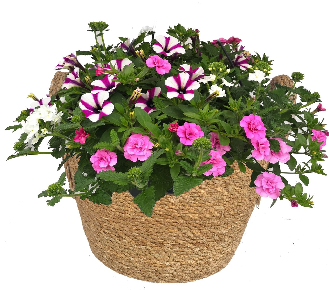 Perennials MIX IN POT — Plant Wholesale FlorAccess