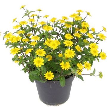 Sanvitalia procumbens