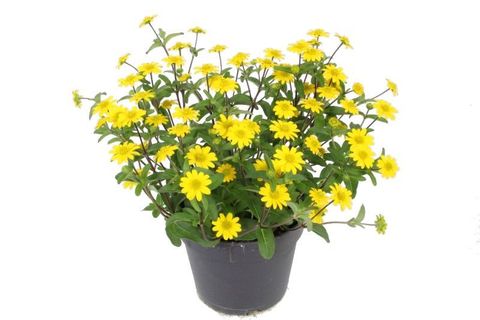 Sanvitalia procumbens