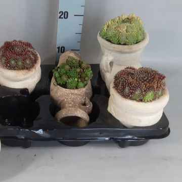 Sempervivum MIX