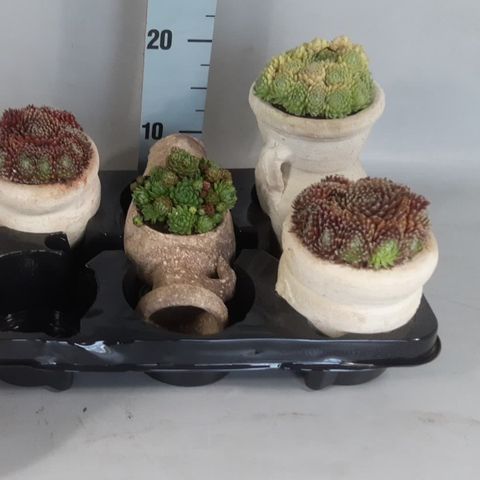 Sempervivum MIX (Croon, Kwekerij de)