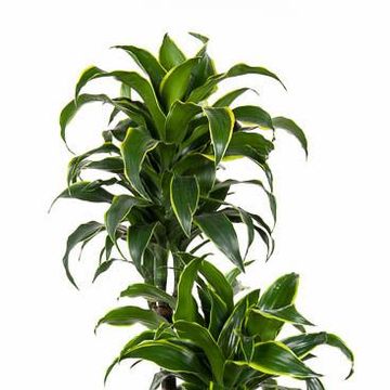 Dracaena fragrans 'Dorado'