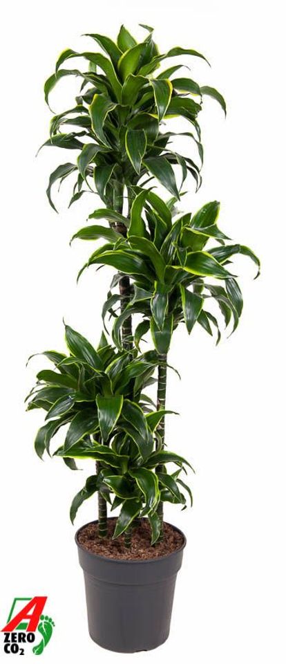 Dracaena fragrans 'Dorado'