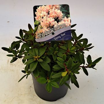 Rhododendron 'Ginny Gee'