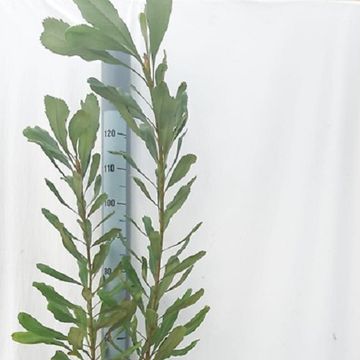 Telopea speciosissima 'Red Embers'