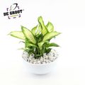 Arrangement Dieffenbachia