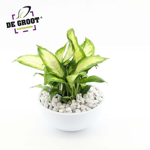 Arrangement Dieffenbachia