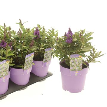 Buddleja davidii LITTLE ROCKSTARS BLUE