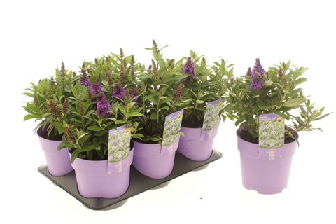 Buddleja davidii LITTLE ROCKSTARS BLUE
