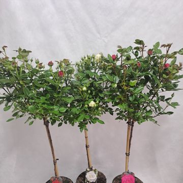 Роза STANDARD LARGE FLOWERING