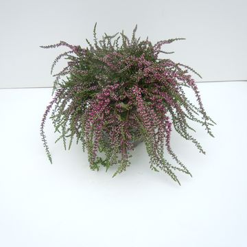 Calluna vulgaris RASTA GIRLS JANINA