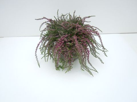 Calluna vulgaris RASTA GIRLS JANINA