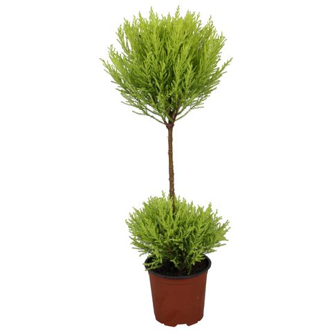 Cupressus macrocarpa 'ГолдКрест Вилма'