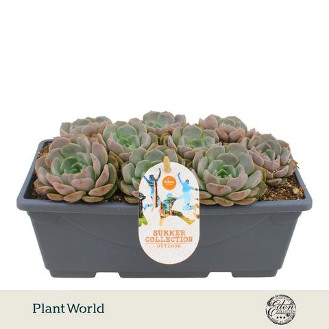 Echeveria 'Carolina'