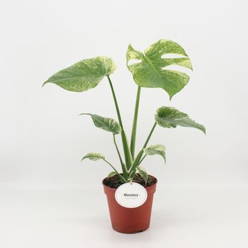 Monstera deliciosa 'Mint'