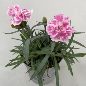 Dianthus SUPER TROUPER DIWALI