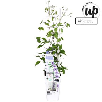 Clematis PARISIENNE BOULEVARD