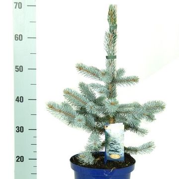 Picea pungens 'Hoopsii'