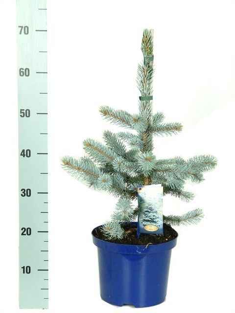 Picea pungens 'Хупси'