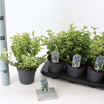 Euonymus fortunei 'Harlequin'