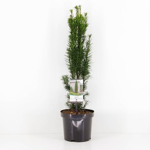 Taxus baccata 'Fastigiata Robusta' — Plant Wholesale FlorAccess