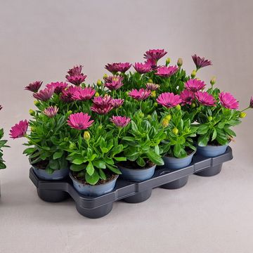 Osteospermum SEÑORITA CARLA