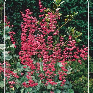 Heuchera sanguinea 'Coral Petite'