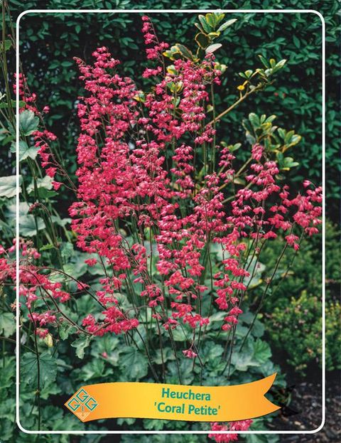 Heuchera sanguinea 'Coral Petite'