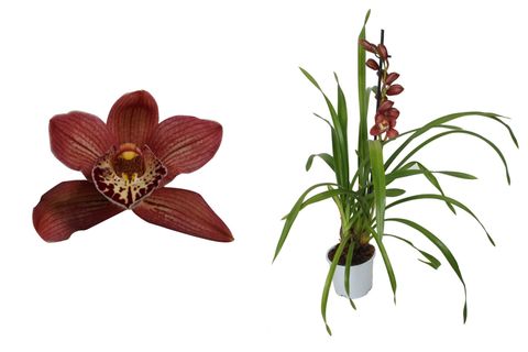 Cymbidium RED BEAUTY ROY