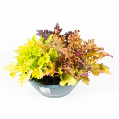 Heuchera MIX IN POT