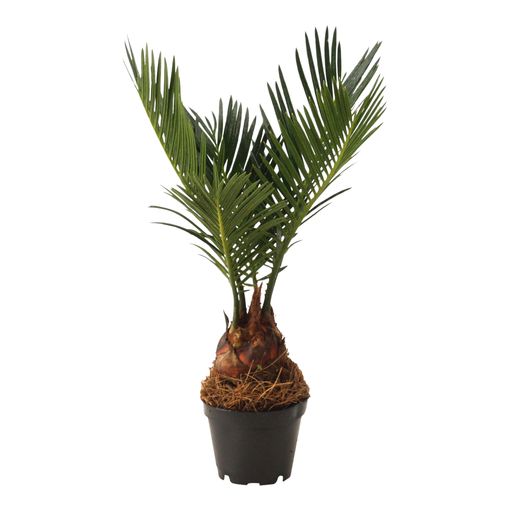 Cycas revoluta