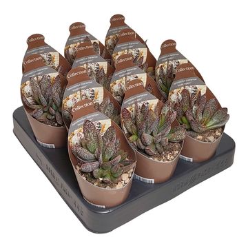 Adromischus marianae 'Bryan makin'