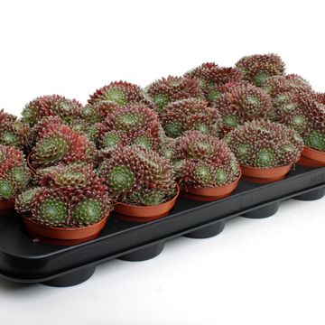 Sempervivum arachnoideum 'Rubrum'