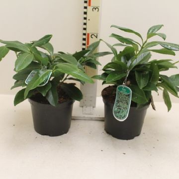 Prunus laurocerasus 'Mount Vernon'