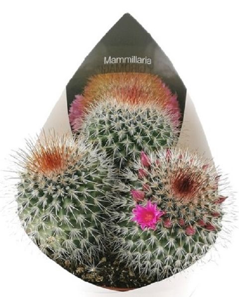 Mammillaria spinosissima