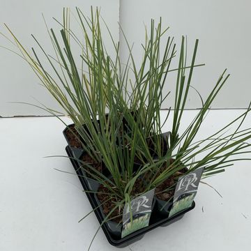 Cortaderia selloana MIX