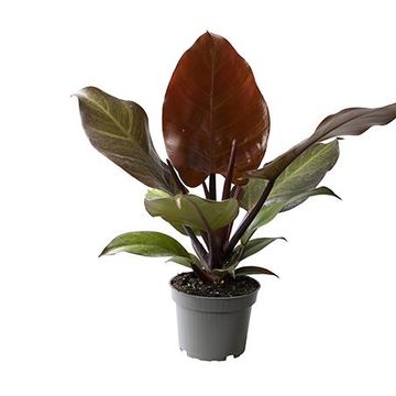 Philodendron 'Red Sun'