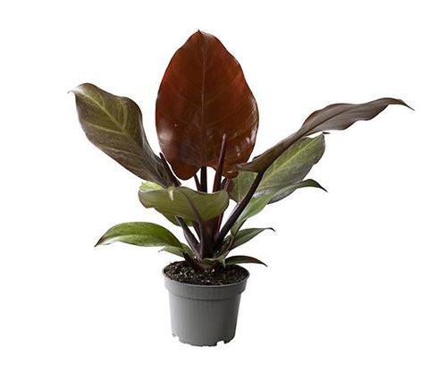 Philodendron 'Red Sun'