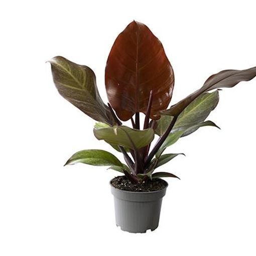 Filodendron 'Red Sun'