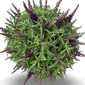 Buddleja davidii BUTTERFLY CANDY LITTLE PURPLE