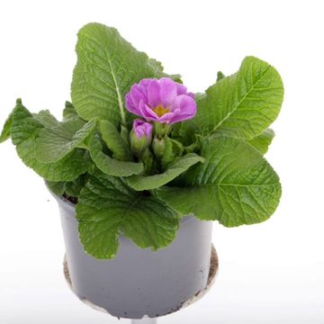 Primula 'Salome Lilac'