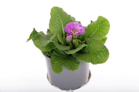 Primula 'Salome Lilac'