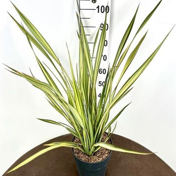 Phormium 'Apricot Queen'