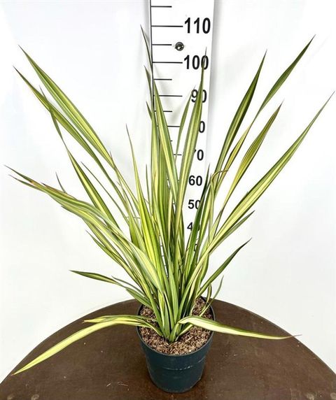 Phormium 'Apricot Queen'