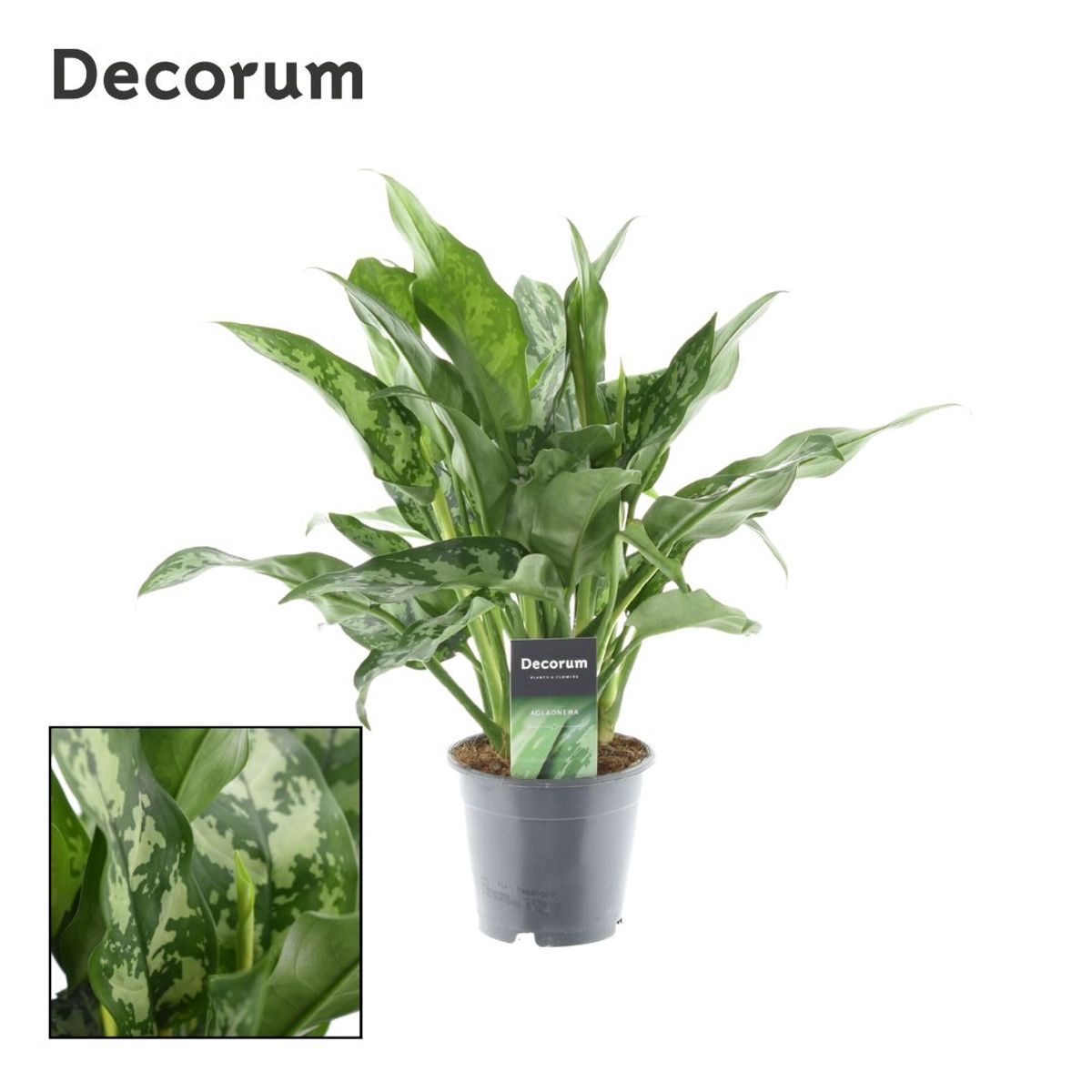 Aglaonema 'Maria' — Plant Wholesale FlorAccess