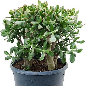 Crassula ovata 'Sunset'